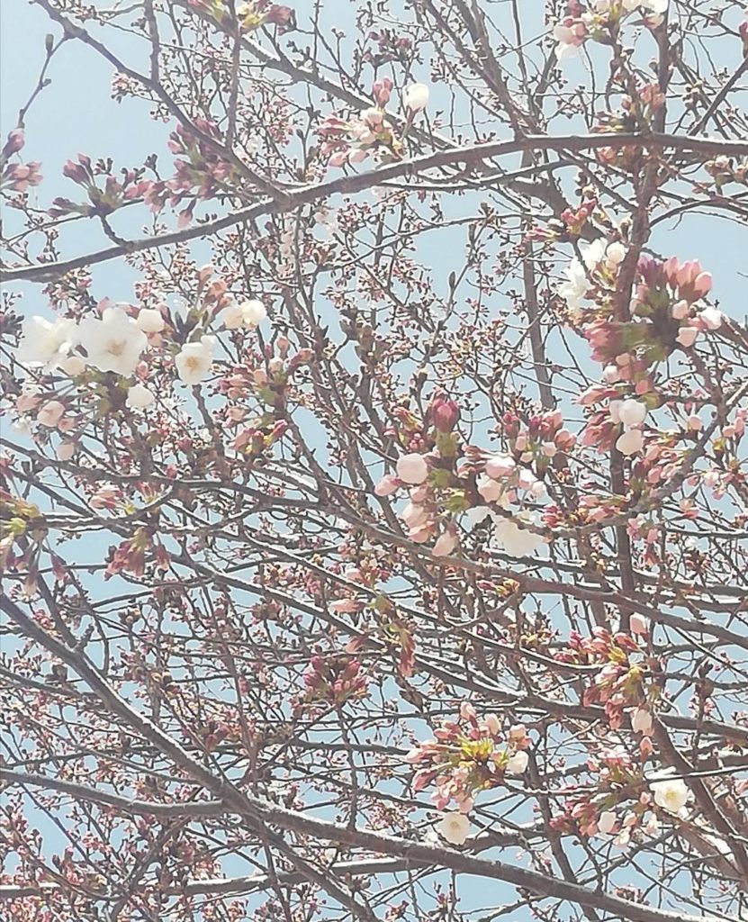 桜の開花予想、開花予報