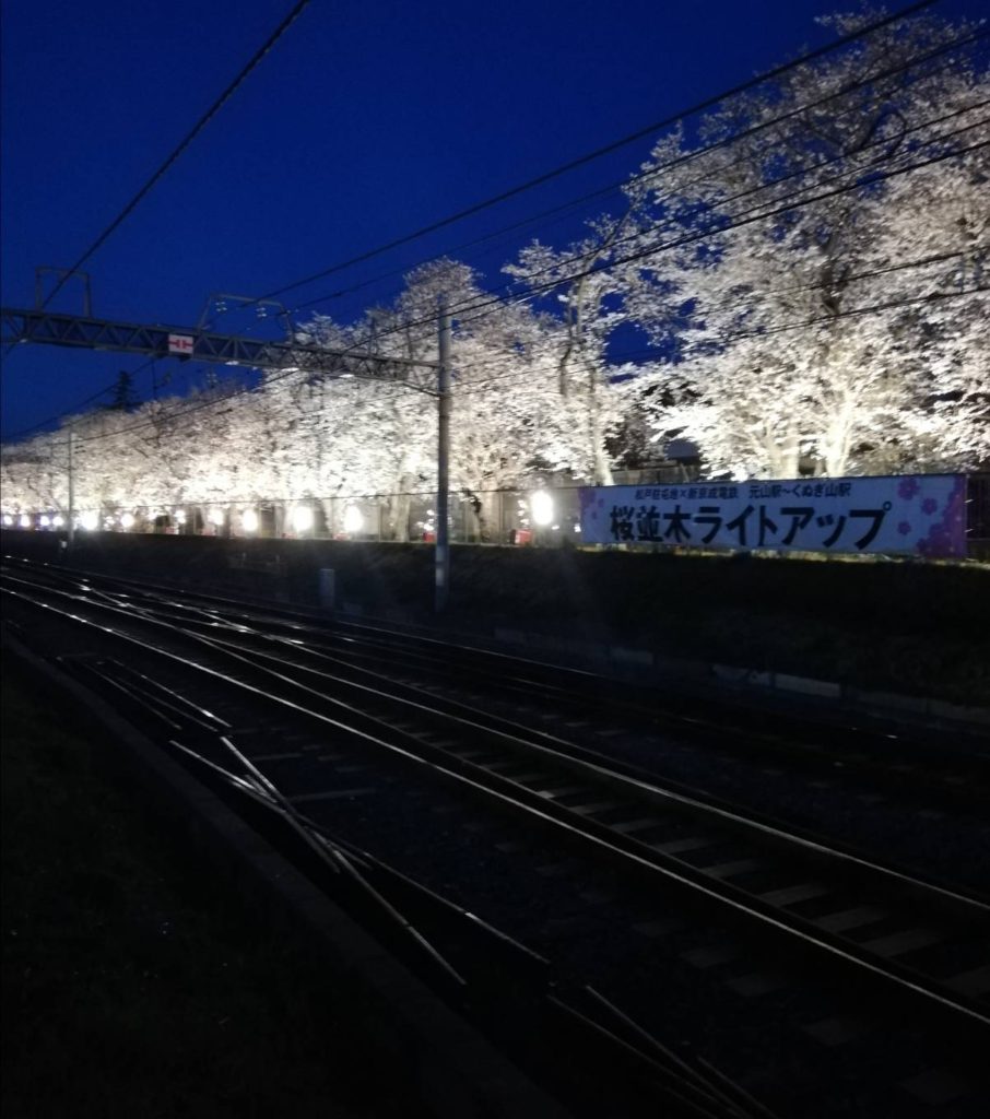 くぬぎ山元山夜桜ライトアップ2020
