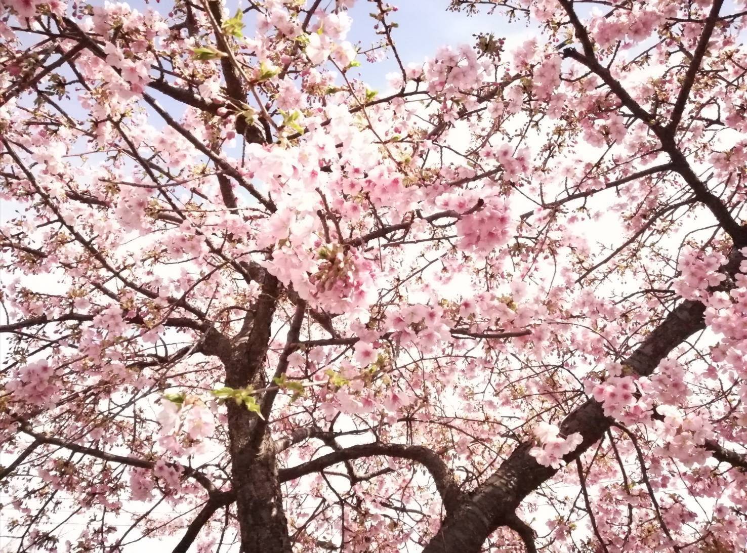 六実さくらまつり2021年中止桜