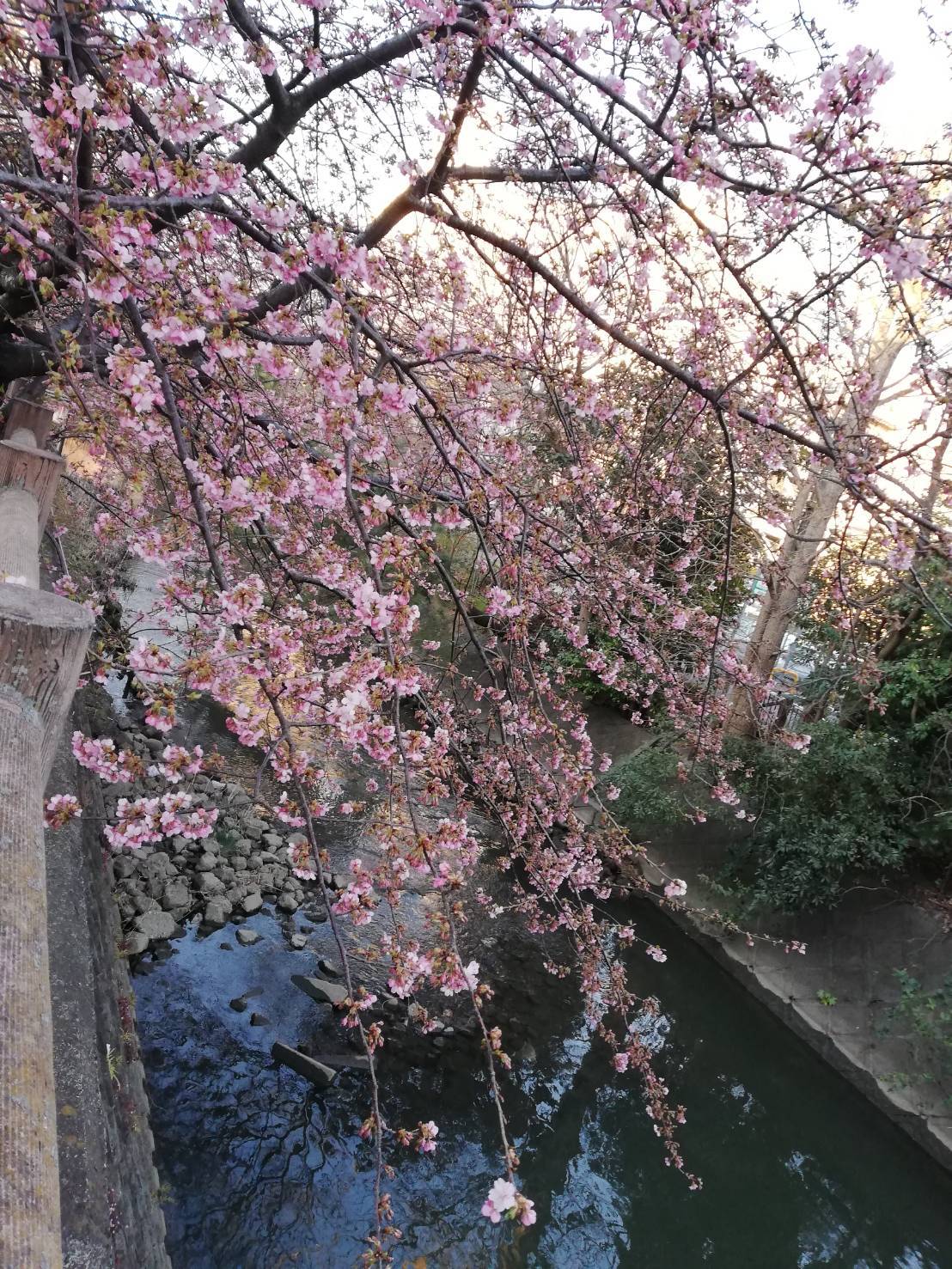 坂川沿い河津桜