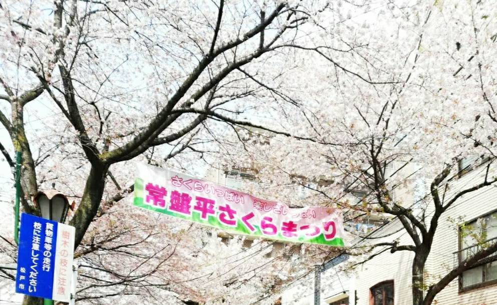 常盤平さくらまつり2024屋台桜祭りイベント千葉県松戸市日程3月30日31日
