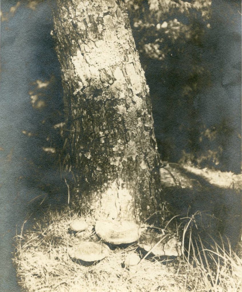 松戸市戸定歴史館 通常展2026年2月