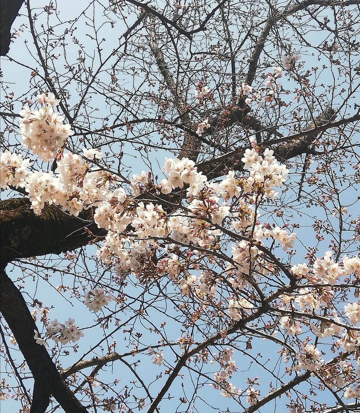 桜開花状況松戸2020
