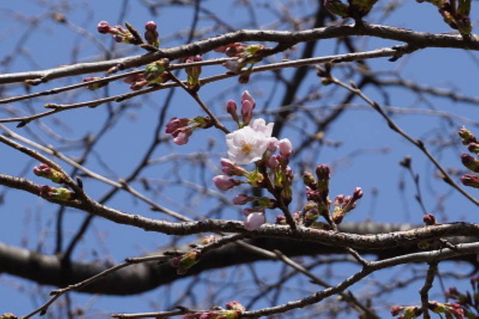 桜の開花状況松戸市