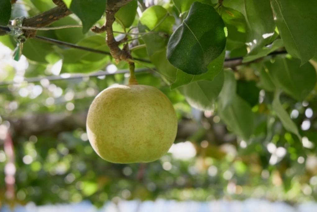 二十世紀梨鳥取県倉吉市産特別販売千葉県松戸市