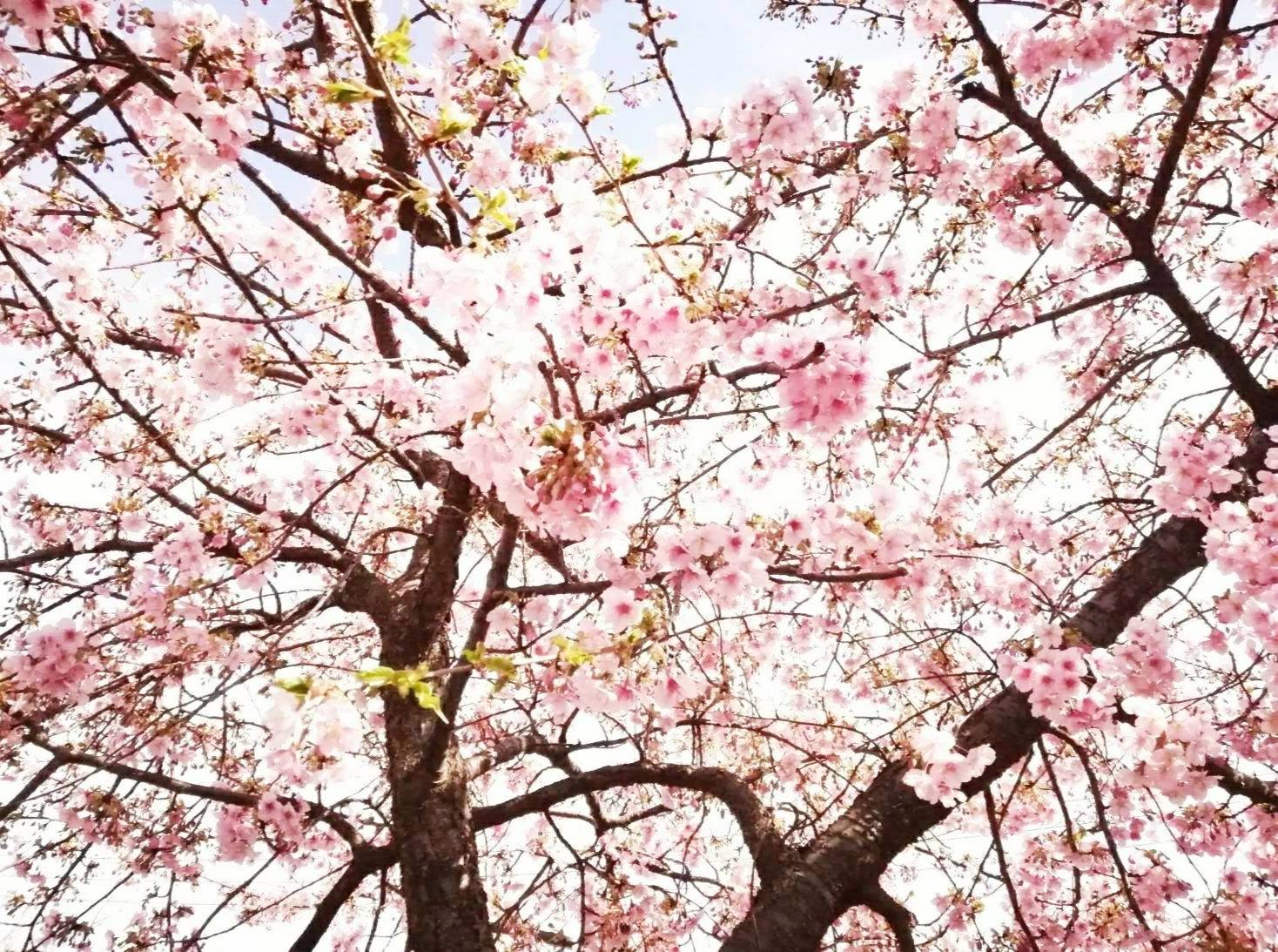 2026年さくらまつり松戸市まとめ